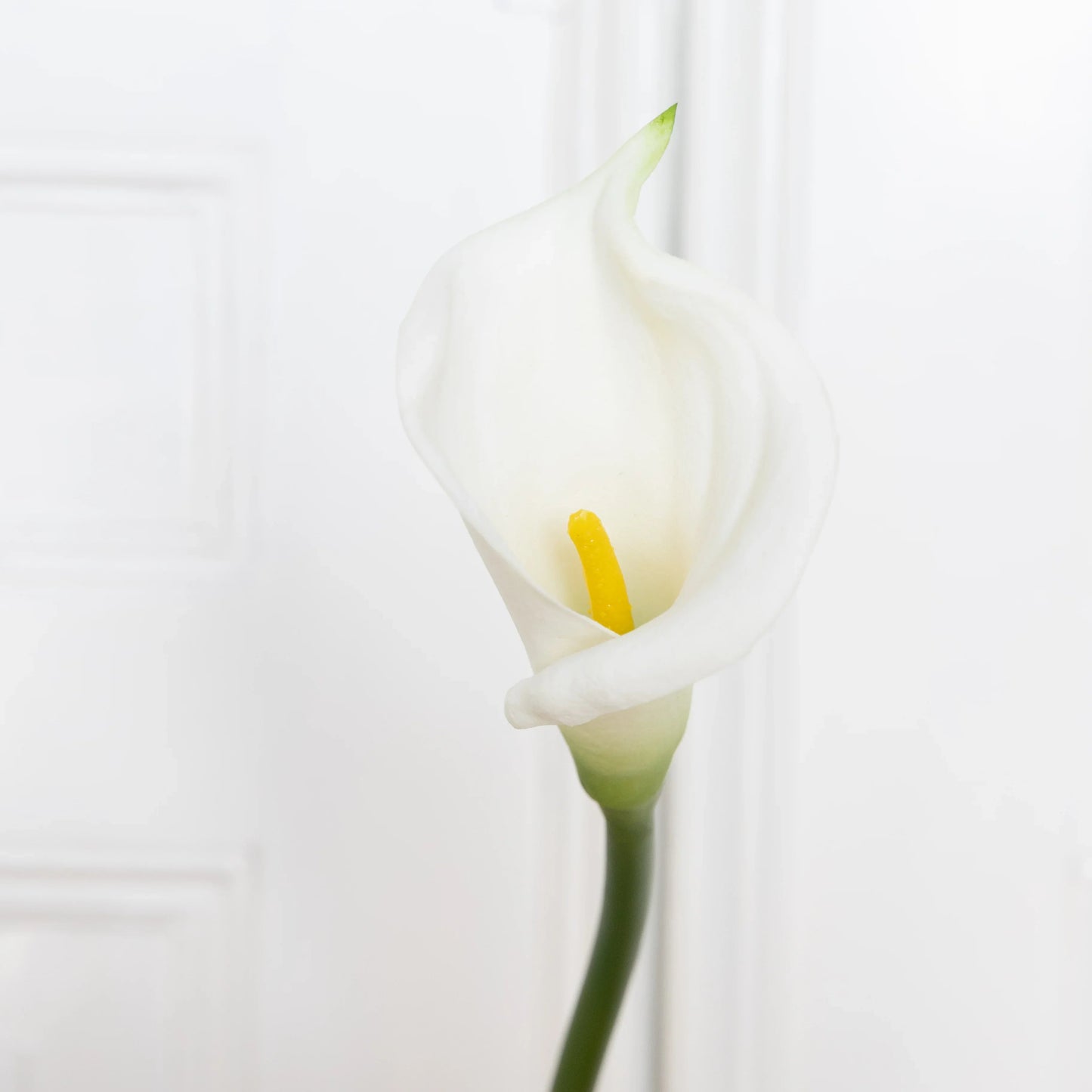 Calla Lily Flower White