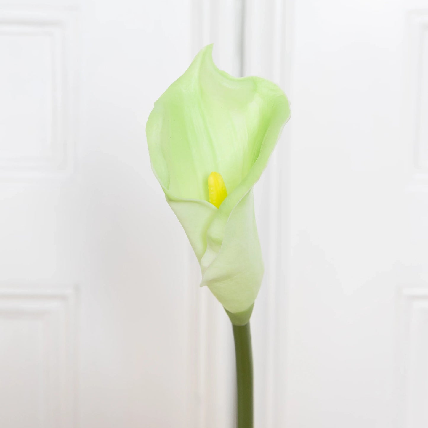 Calla Lily Flower Green