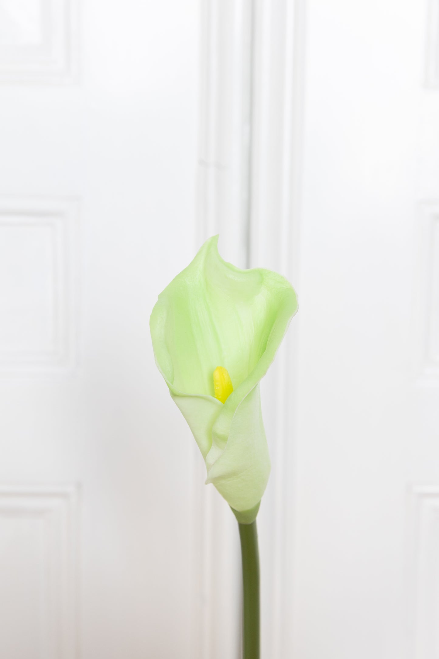 Sophisticated light green Calla Lily - Realistic silk Zantedeschia flower stem - Atelier Verden
