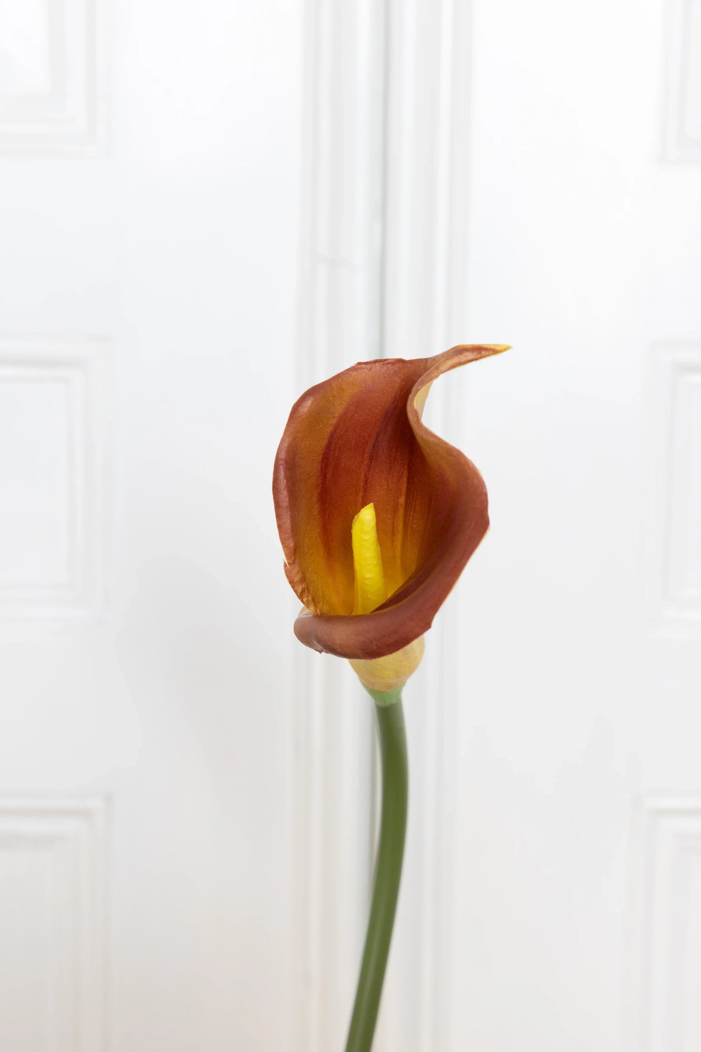 Calla Lelie Bloem Oranje