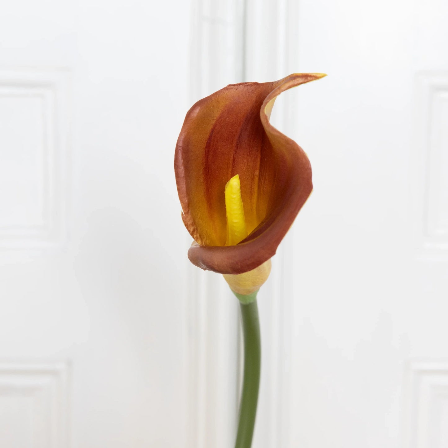 Calla Lily Flower Orange