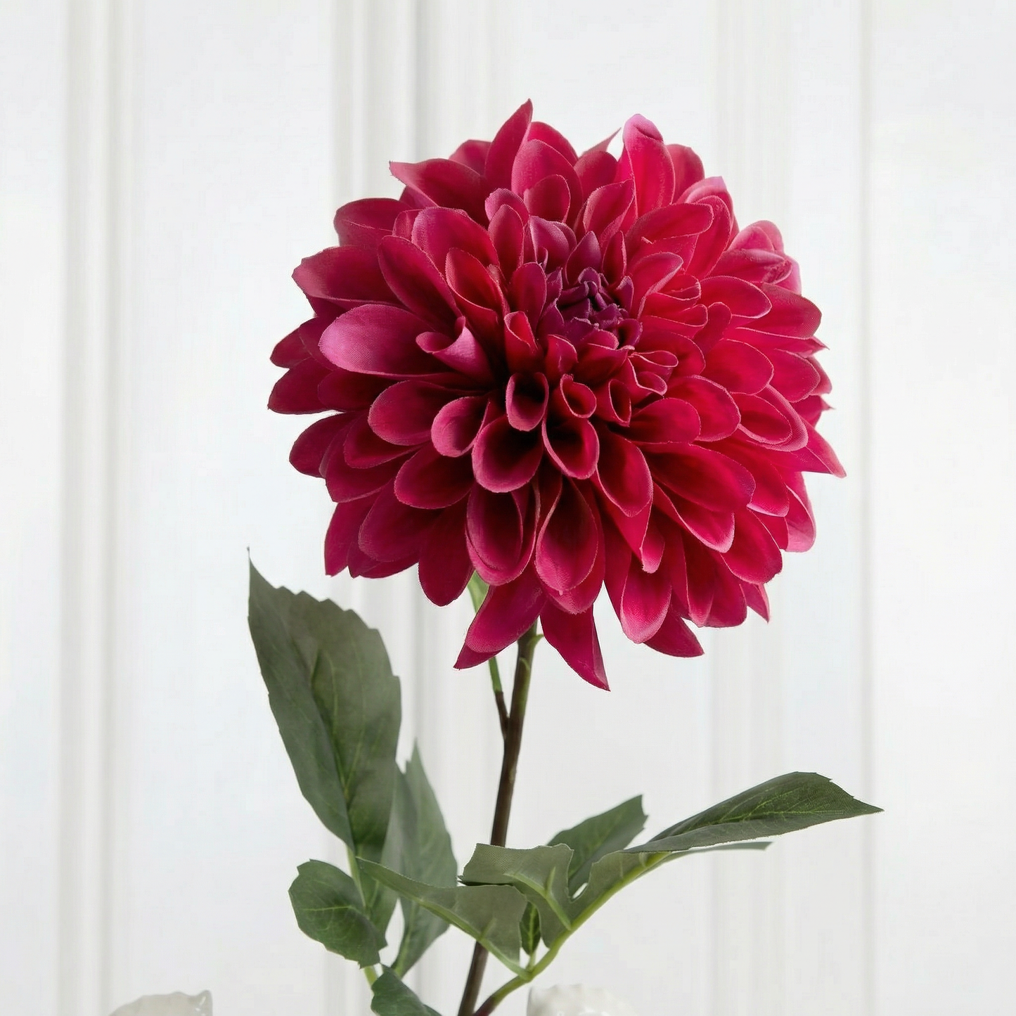 Dahlia Flower Fuchsia Pink Zoom In