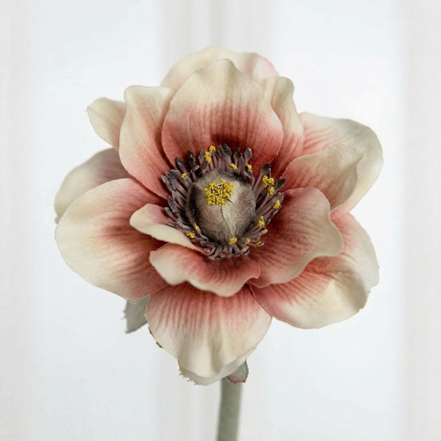 Anemone Flower Orange