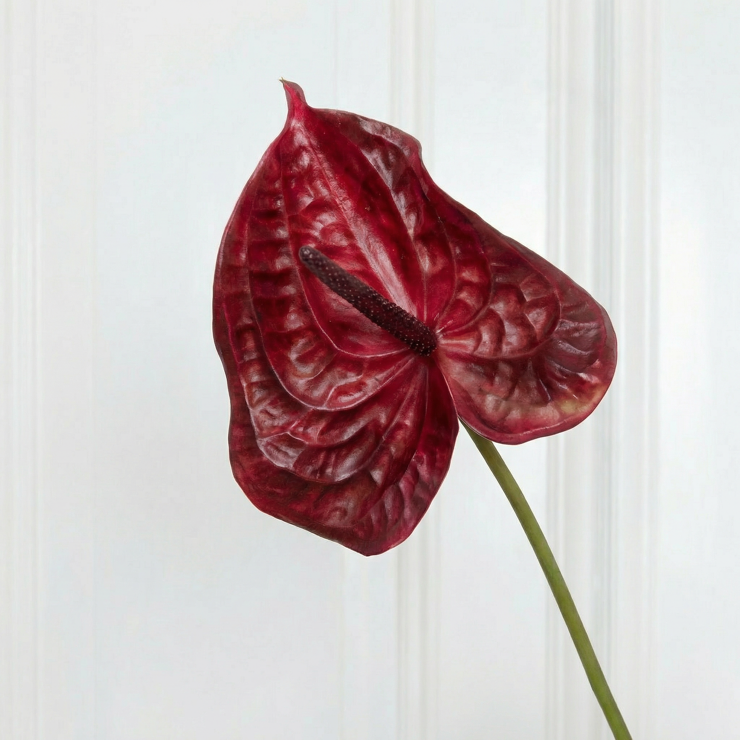 Anthurium Flower Dark Red