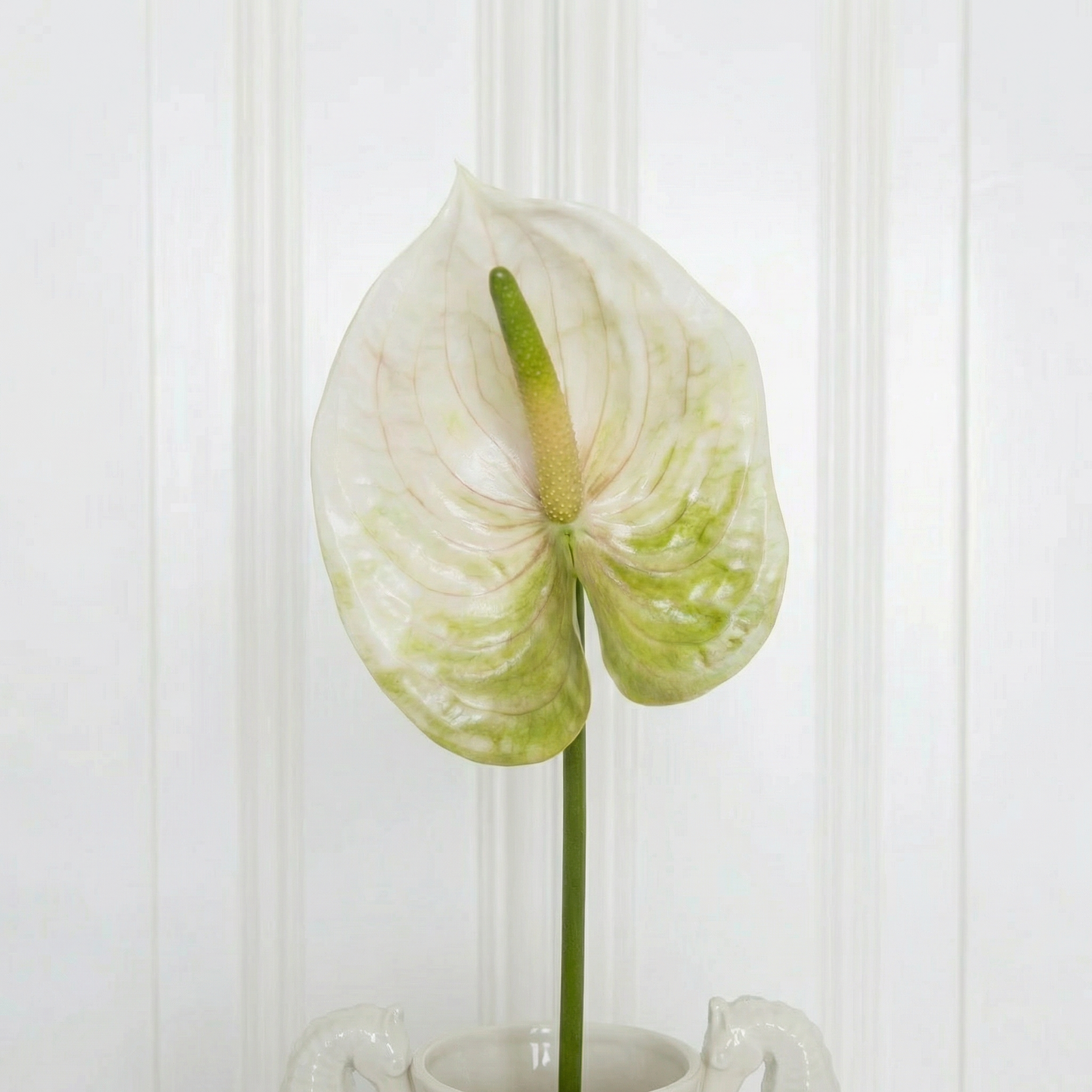 Anthurium Flower Light Green