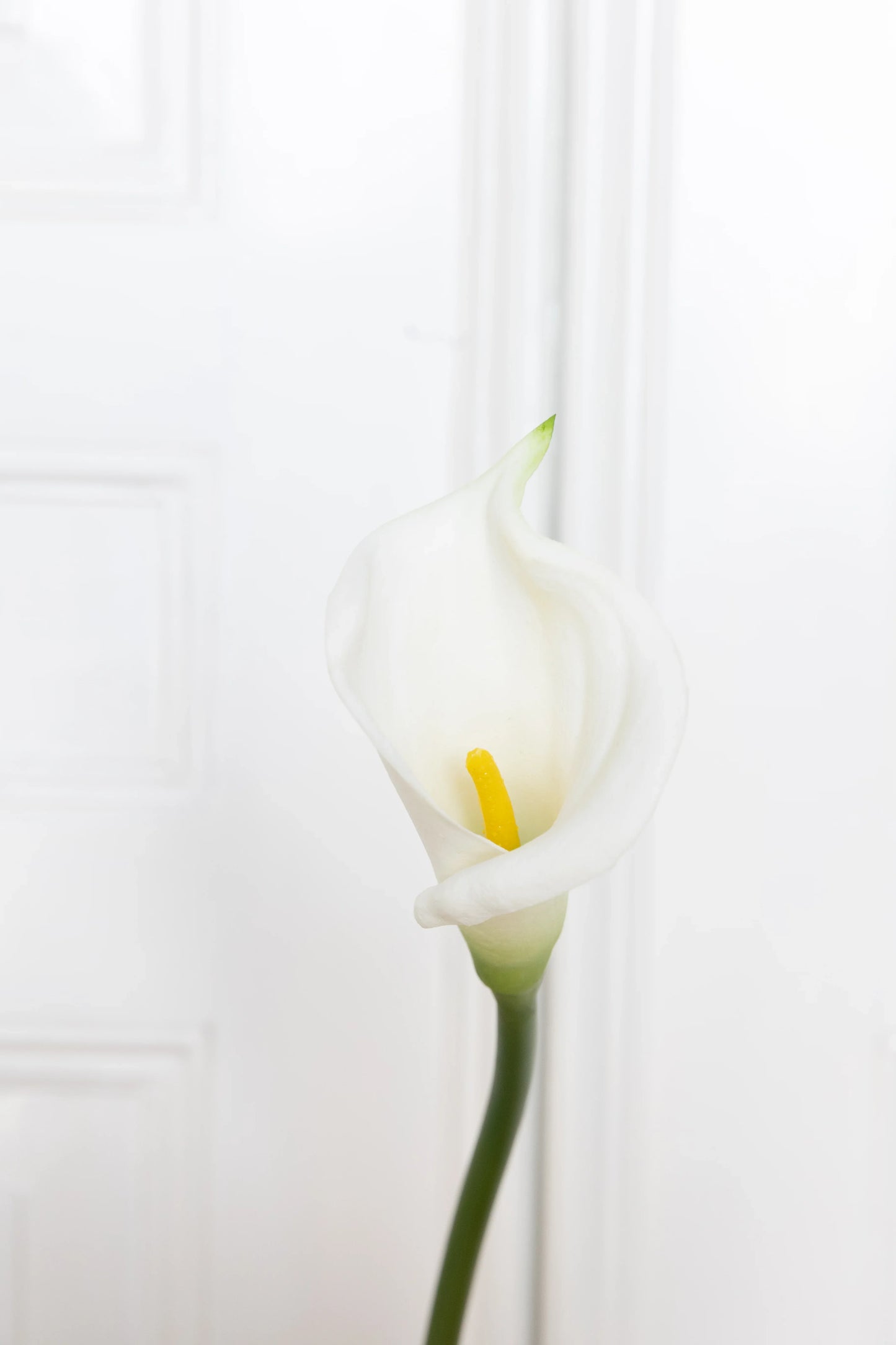 Calla Lily Flower White