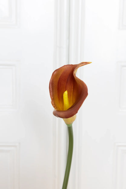 Calla Lelie Bloem Oranje