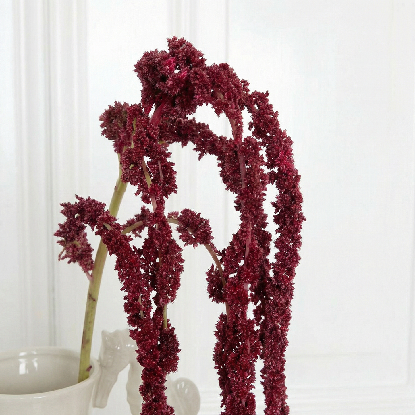 Amaranthus Six-headed Flower Burgundy zoom in