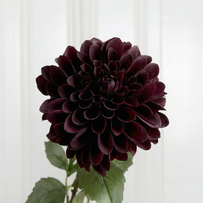 Dahlia Flower Ruby Wine zoom in