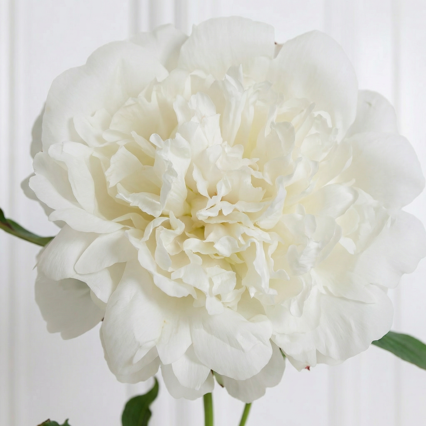 Medium Peony Flower White