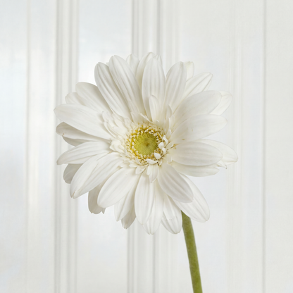 Gerbera Flower White