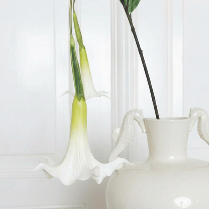 Datura Stramonium Flower White