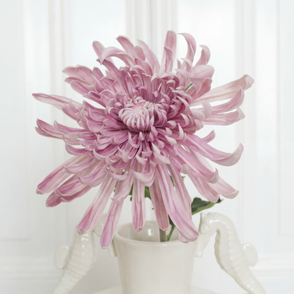 Chrysanthemum Light Purple