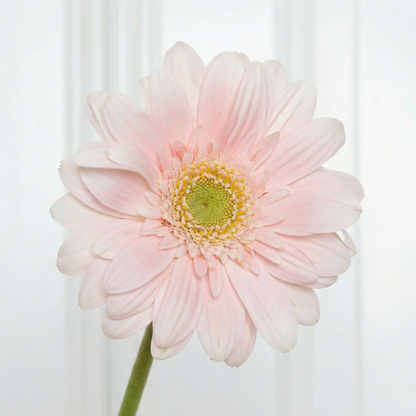 Gerbera Flower Peach