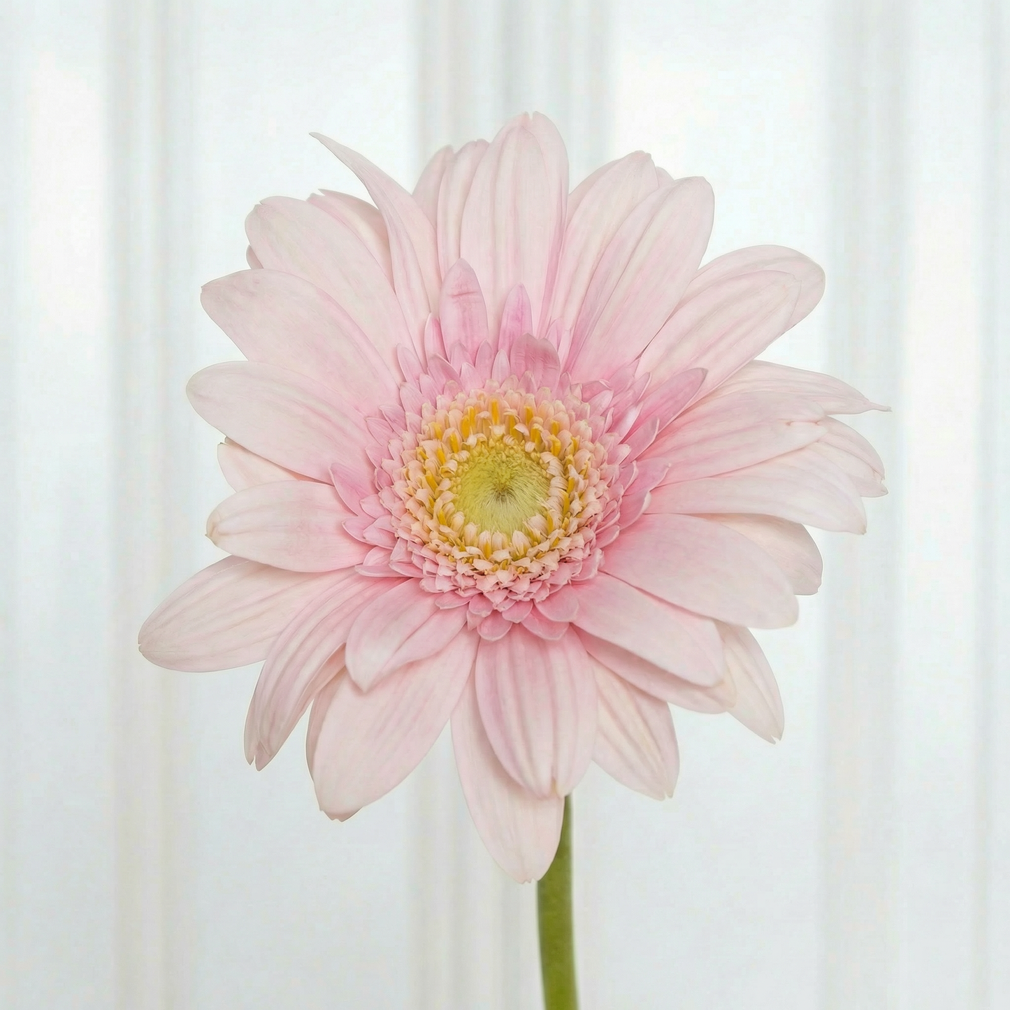 Gerbera Flower Light Pink