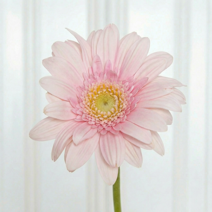 Gerbera Flower Light Pink