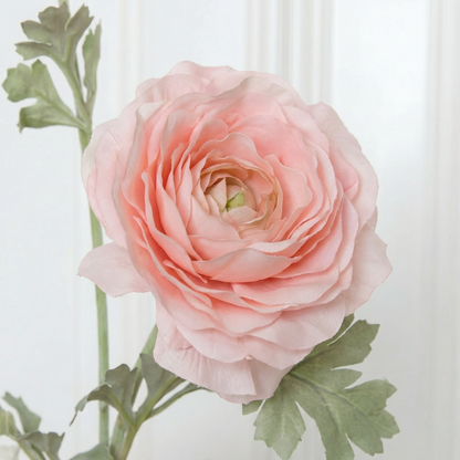 Ranuncules Flower Dusty Pink