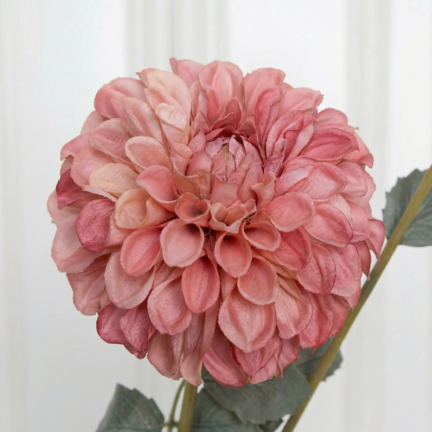Dahlia Flower Two-Headed Pink