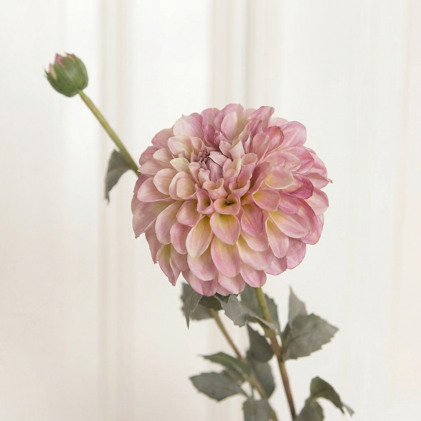 Dahlia Flower Two-Headed Purple