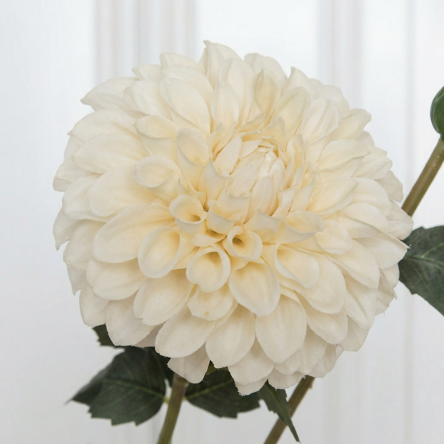Dahlia Flower Two-headed Cream