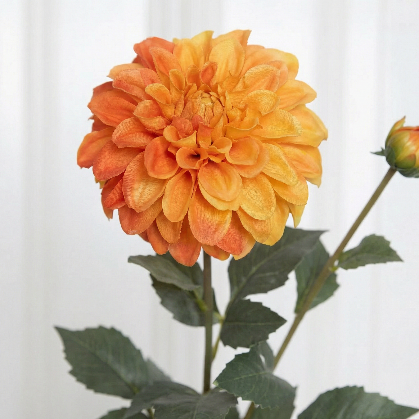 Dahlia Flower Two-headed Orange