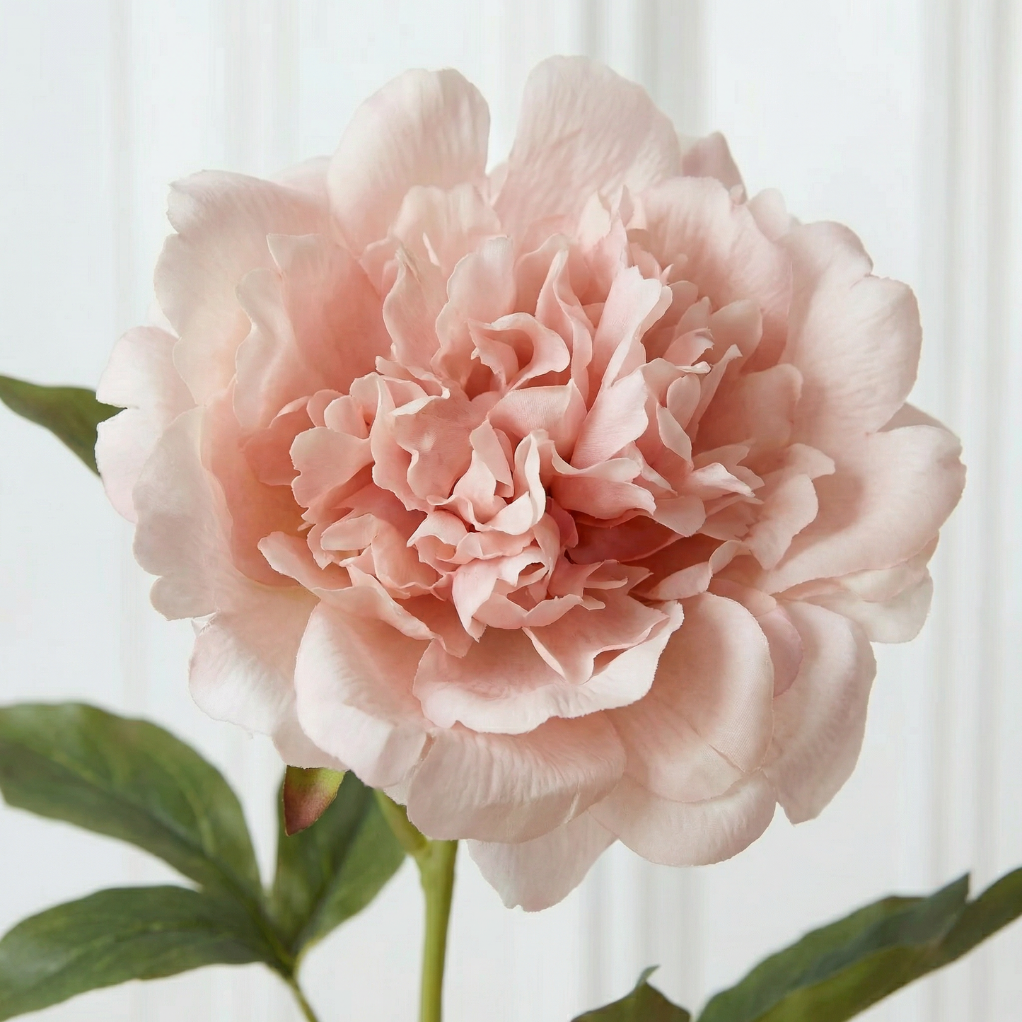 Medium Peony Flower Peach