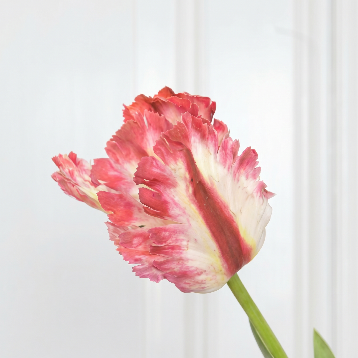 Large Parrot Tulip Flower Red