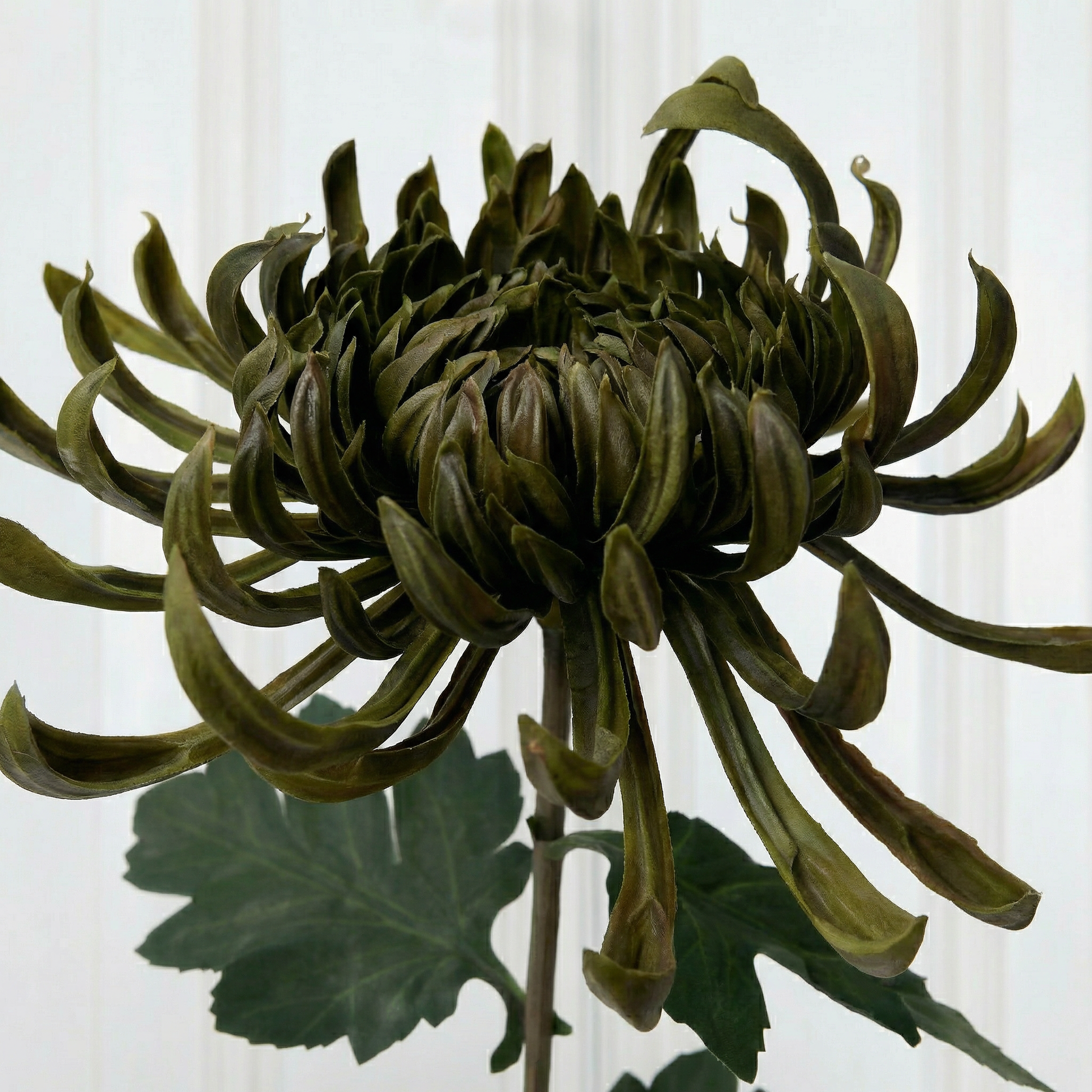 Green Chrysanthemum zoom in