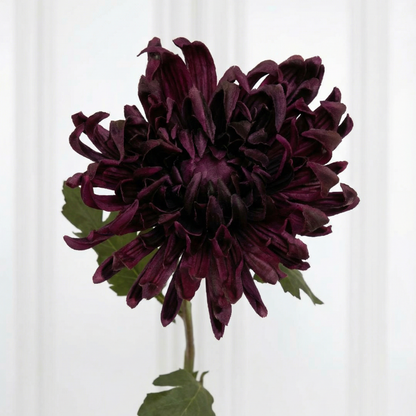 Semi-Cactus Dahlia Flower Purple