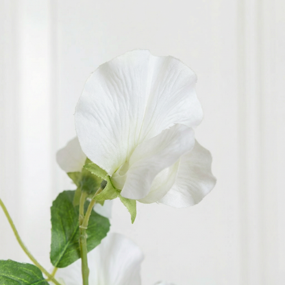 White sweet pea flower zoom in