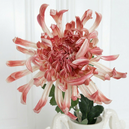 Zoom in Chrysanthum flowerheid light red